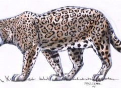 Wallpapers Art - Pencil Jaguar