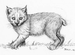 Wallpapers Art - Pencil lynxounet