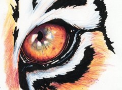 Wallpapers Art - Pencil Oeil de tigre