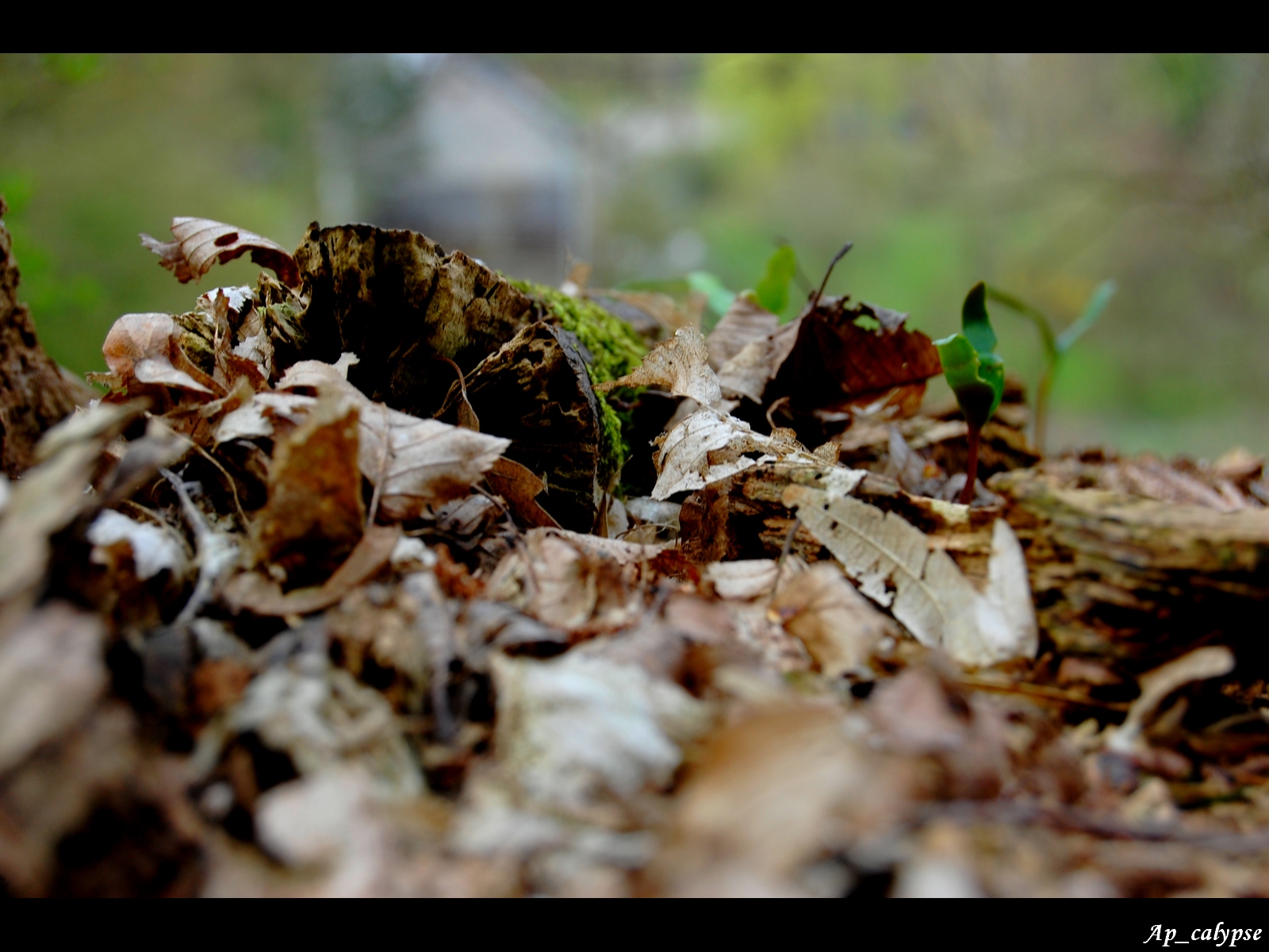 Wallpapers Nature Trees - Forests Retour  la terre