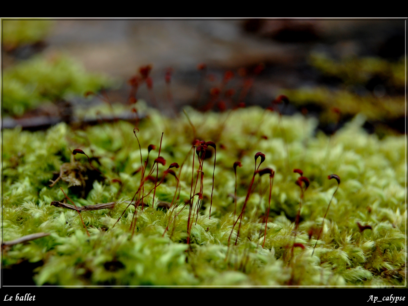 Fonds d'cran Nature Mousses - Lichens Le Ballet