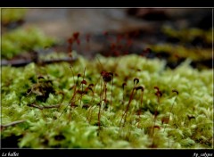 Fonds d'cran Nature Le Ballet