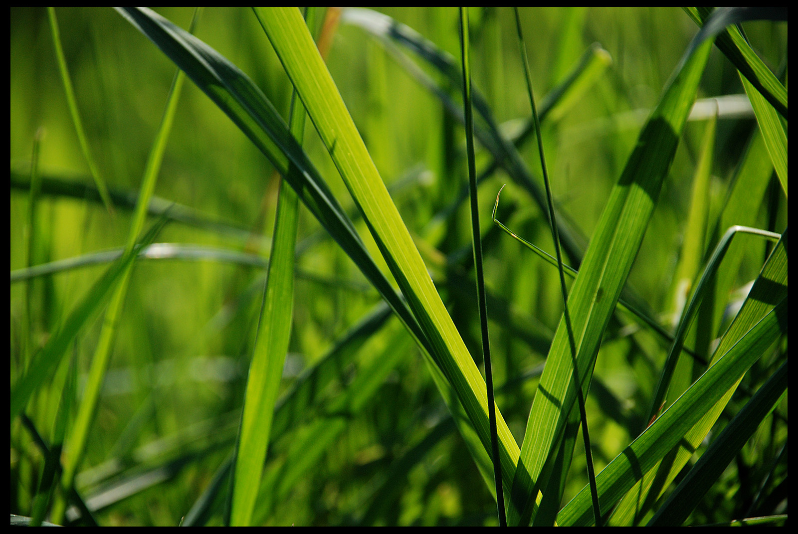 Wallpapers Nature Herbs coucher dans l'herbe