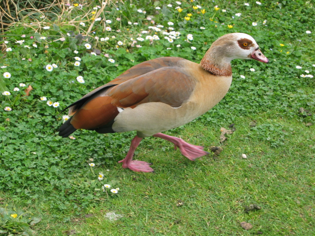 Wallpapers Animals Birds - Ducks canard