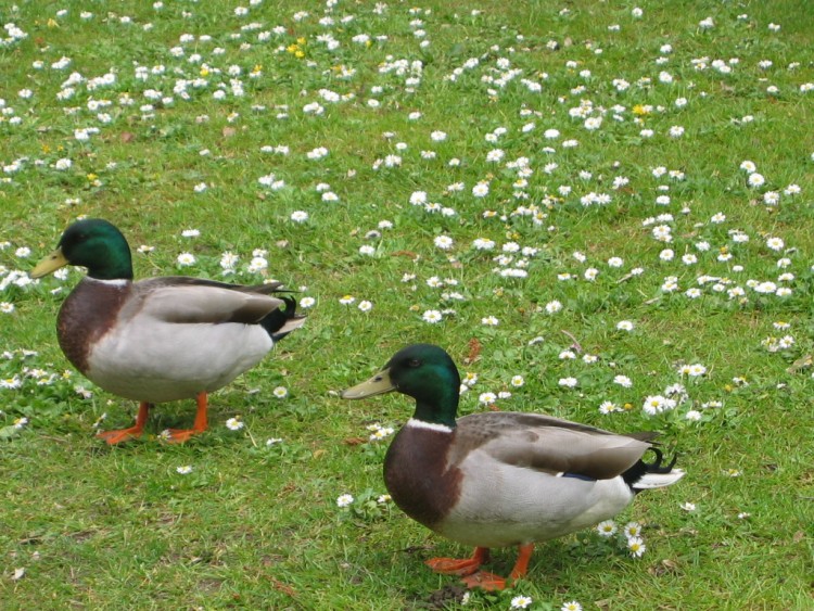 Wallpapers Animals Birds - Ducks canards