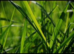 Fonds d'cran Nature coucher dans l'herbe