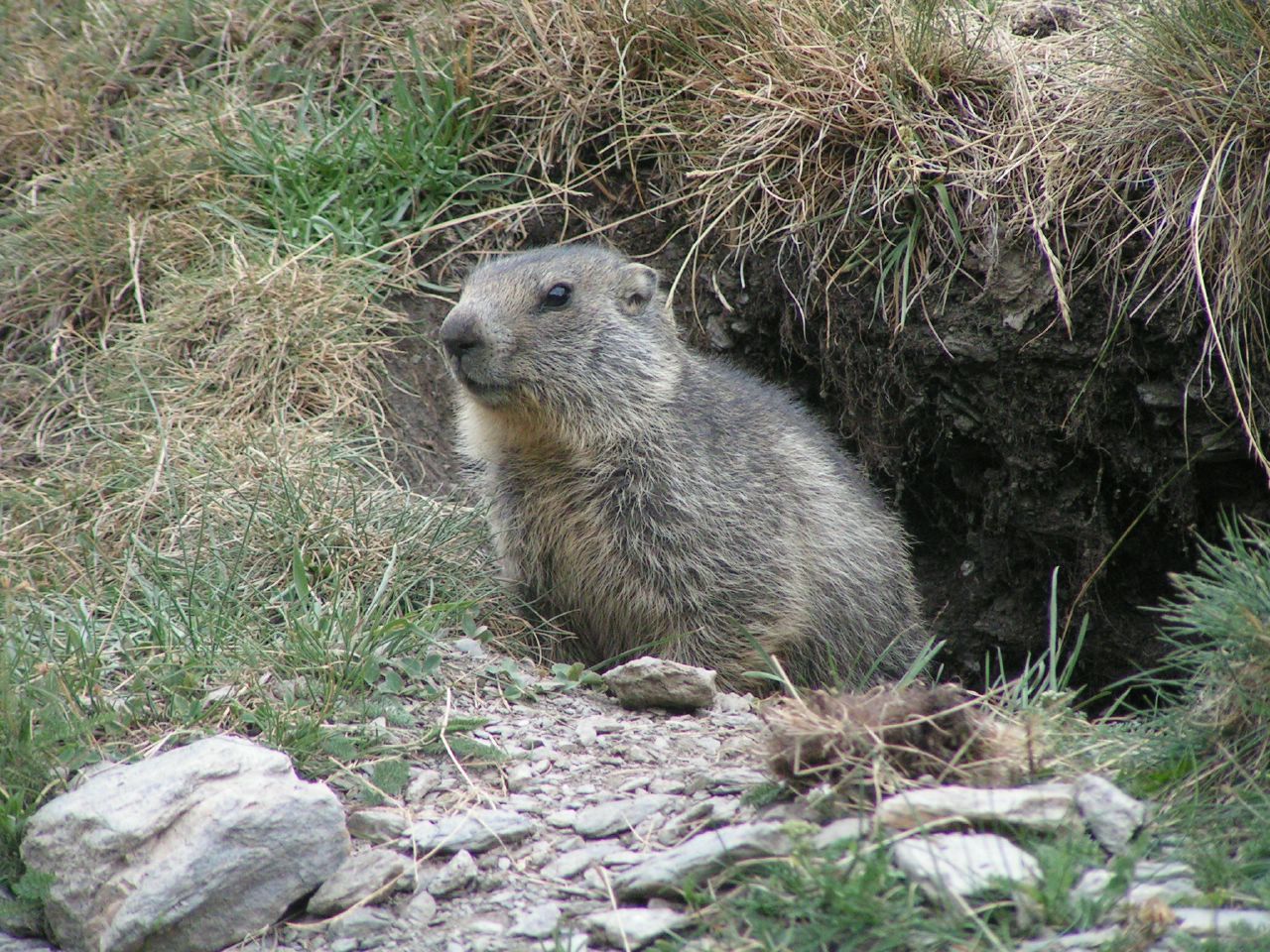 Fonds d'cran Animaux Rongeurs - Divers Marmotte