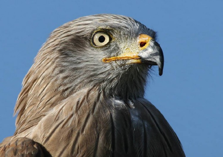 Fonds d'cran Animaux Oiseaux - Rapaces divers Wallpaper N169444