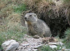 Fonds d'cran Animaux Marmotte