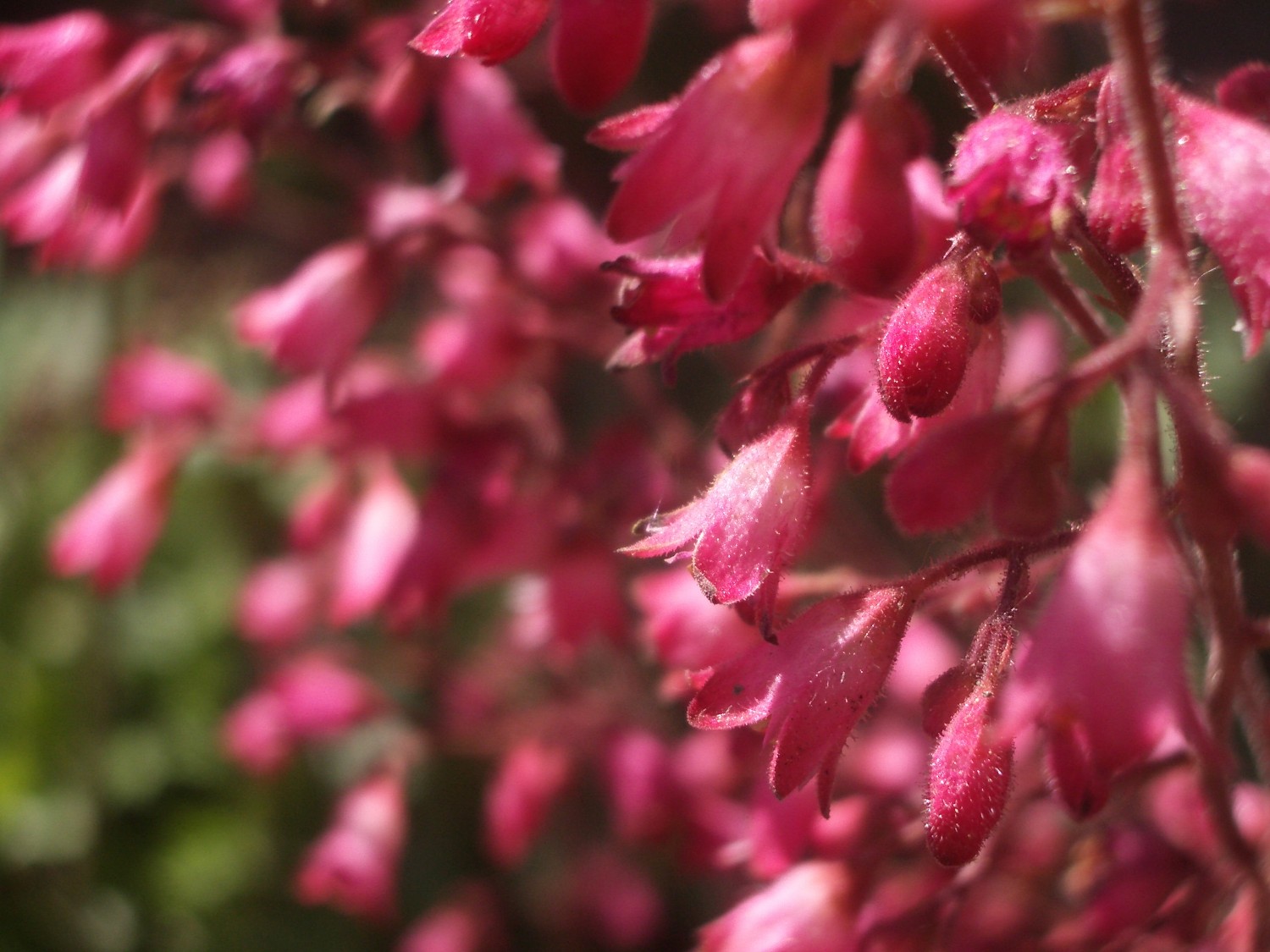 Fonds d'cran Nature Fleurs La beaute de la profondeur