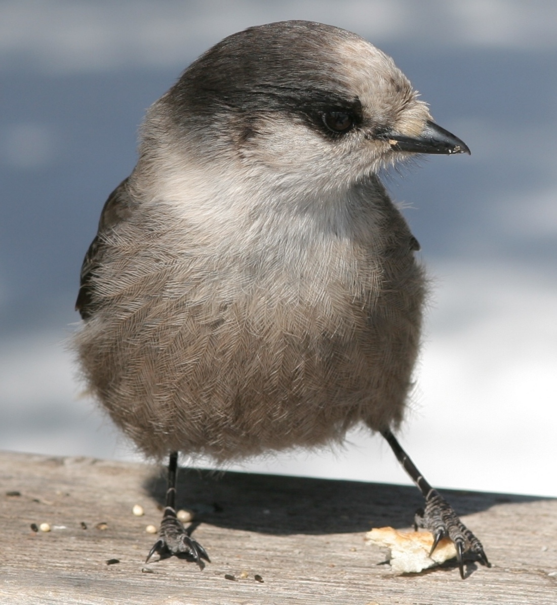 Fonds d'cran Animaux Oiseaux - Pies Une pie.