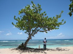 Fonds d'cran Nature Guadeloupe