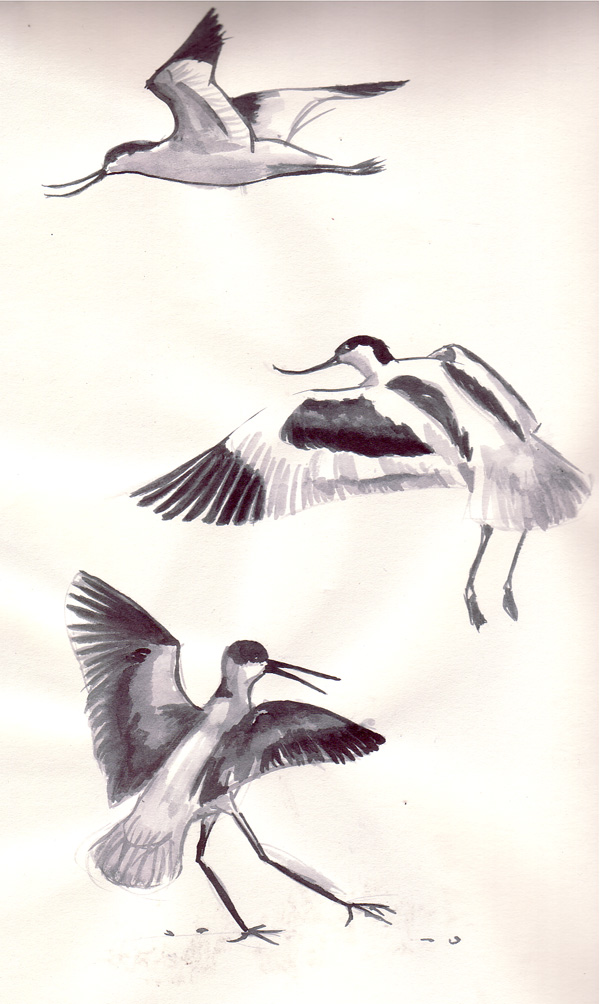 Wallpapers Art - Pencil Animals - Birds - Raptors avocette lgante et jeune chasse blanche