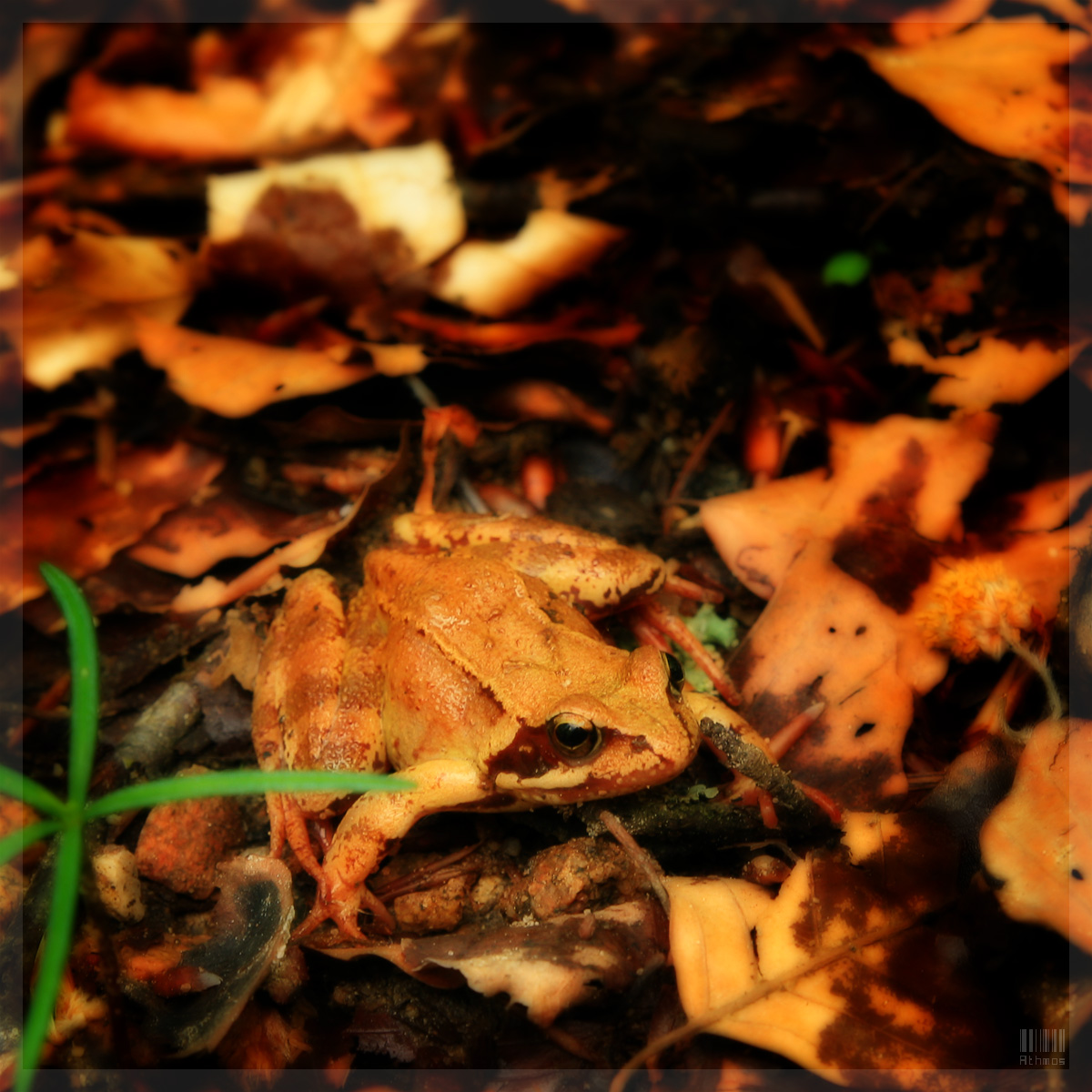 Wallpapers Animals Frogs - Toads Croaaa dans la fort