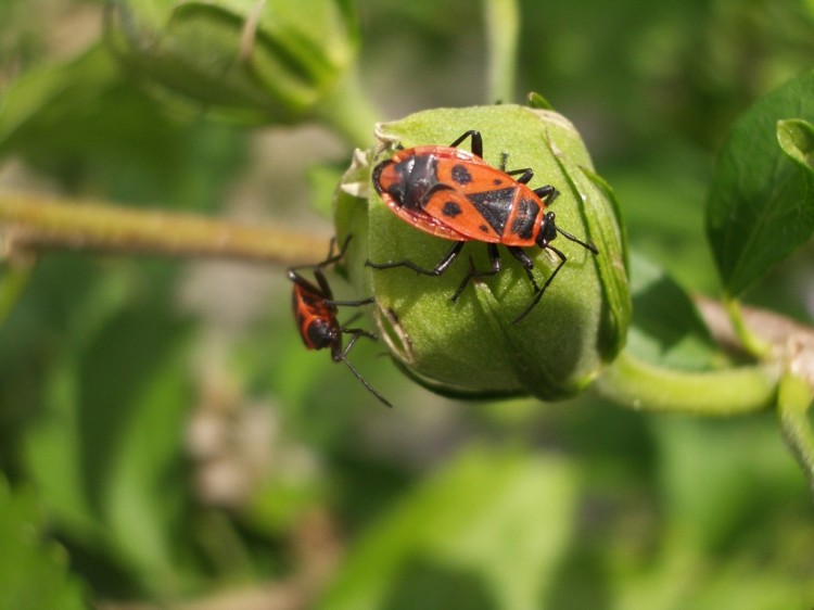 Wallpapers Animals Insects - Bugs attention gendarmes en vue