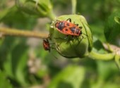 Wallpapers Animals attention gendarmes en vue