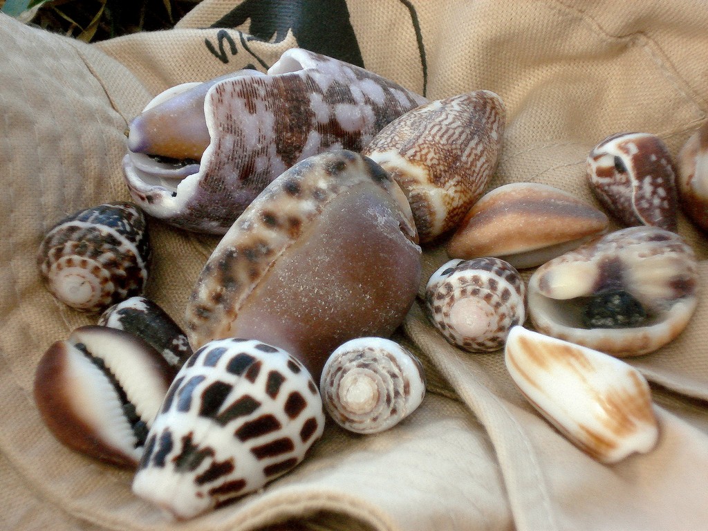 Wallpapers Nature Shells COQUILLAGES