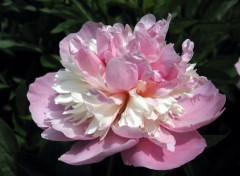 Fonds d'cran Nature Pivoine