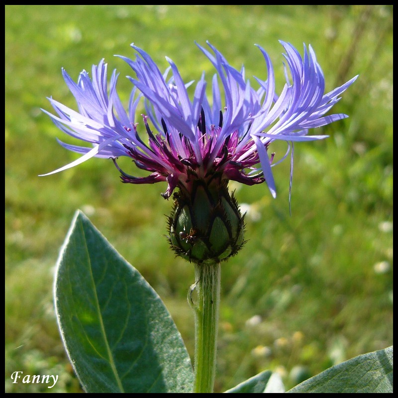 Wallpapers Nature Flowers Bleuet