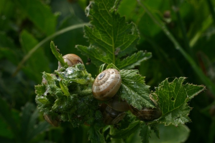 Fonds d'cran Animaux Escargots - Limaces Salade d'Escargots