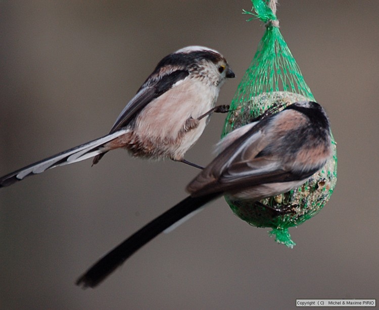 Fonds d'cran Animaux Oiseaux - Divers Mesange  Longue Queue