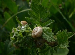 Fonds d'cran Animaux Salade d'Escargots