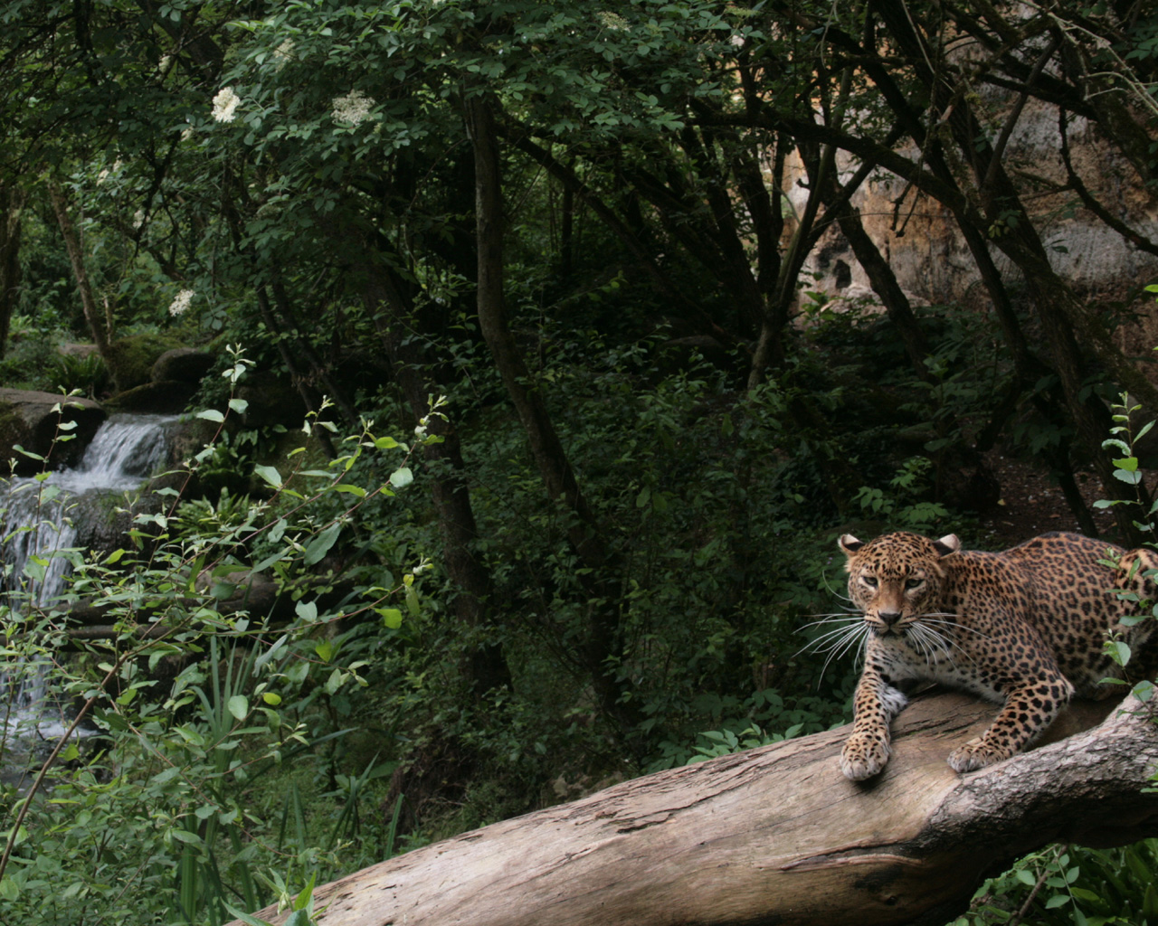 Fonds d'cran Animaux Flins - Lopards Lopard