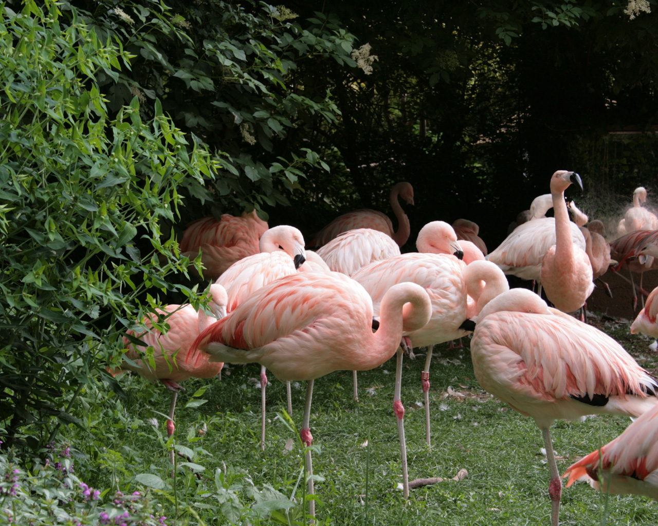 Fonds d'cran Animaux Oiseaux - Flamands roses Flamants roses