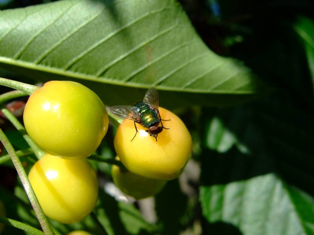 Fonds d'cran Animaux Insectes - Mouches BZzzz