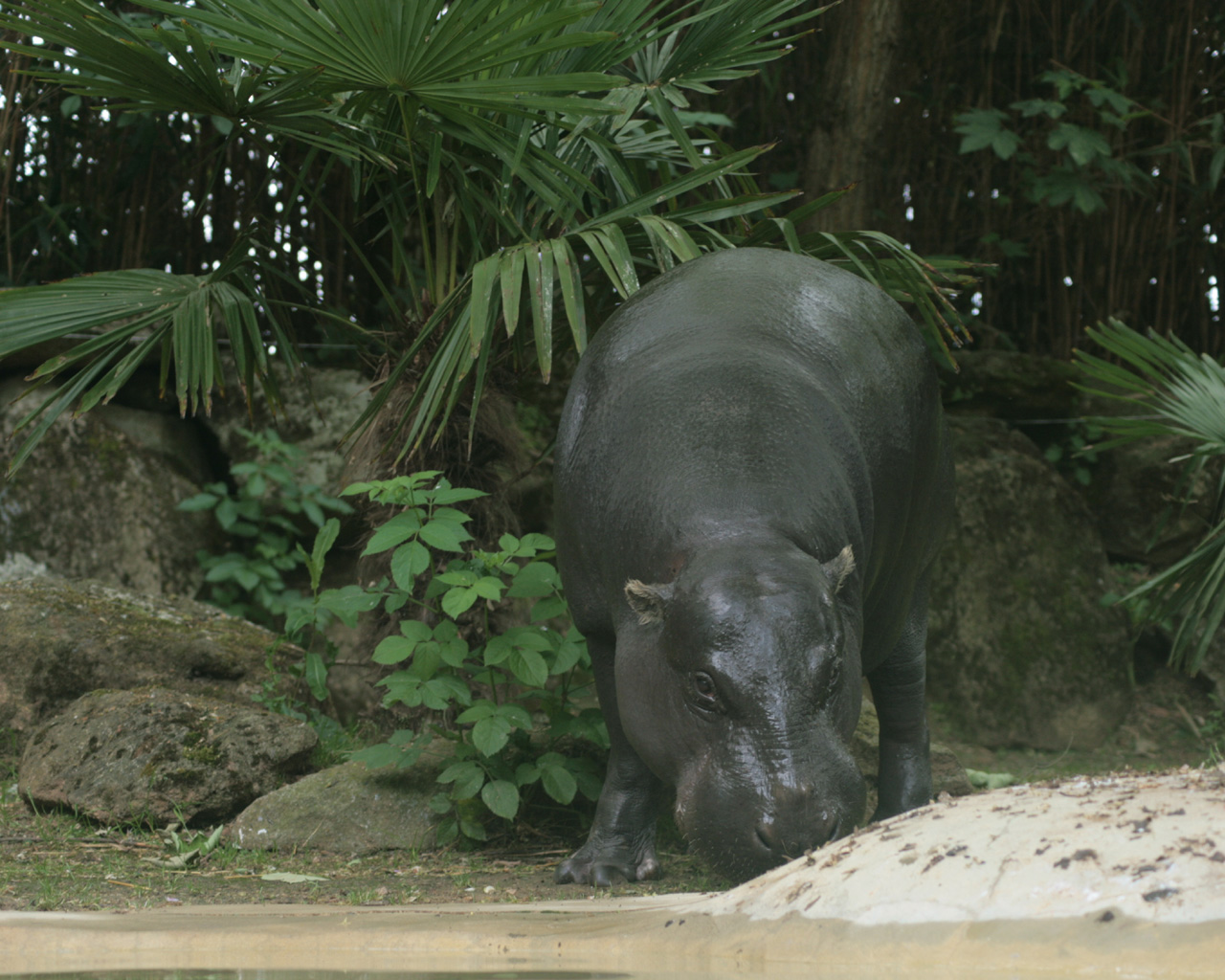 Wallpapers Animals Hippopotamuses Hippo