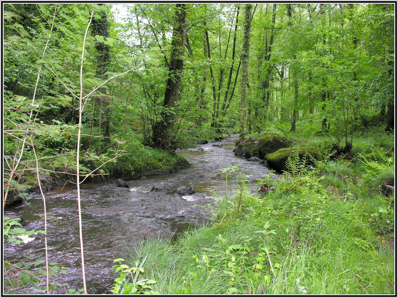 Fonds d'cran Nature Fleuves - Rivires - Torrents Verdure du Limousin