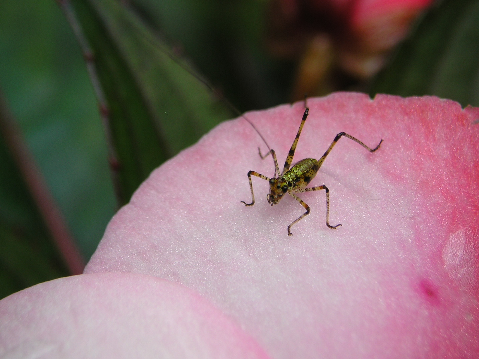 Fonds d'cran Animaux Insectes - Sauterelles et Criquets 