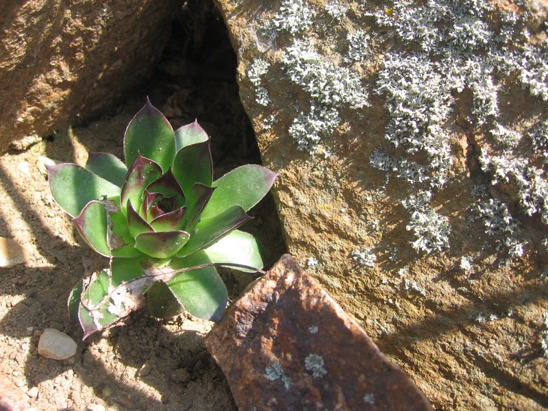 Wallpapers Nature Plants - Shrubs 