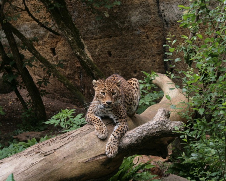 Wallpapers Animals Felines - Leopards Lopard