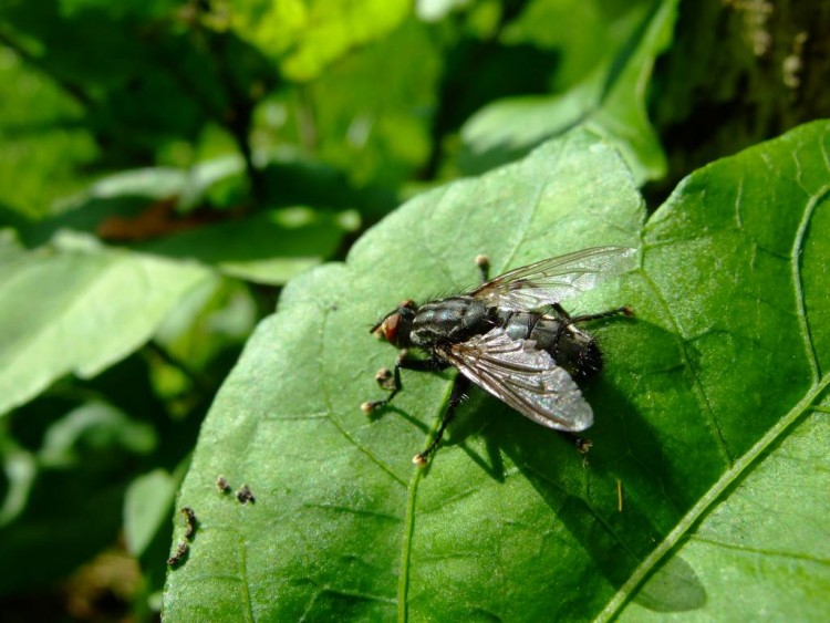 Fonds d'cran Animaux Insectes - Mouches BZzzz2