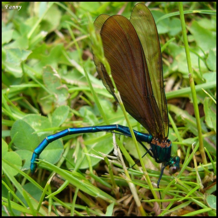 Fonds d'cran Animaux Insectes - Libellules Libellule