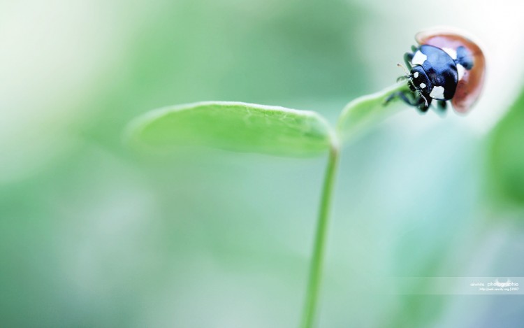 Wallpapers Animals Insects - Ladybugs Enfin