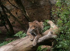 Wallpapers Animals Lopard