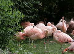 Fonds d'cran Animaux Flamants roses