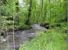 Fonds d'cran Nature Verdure du Limousin