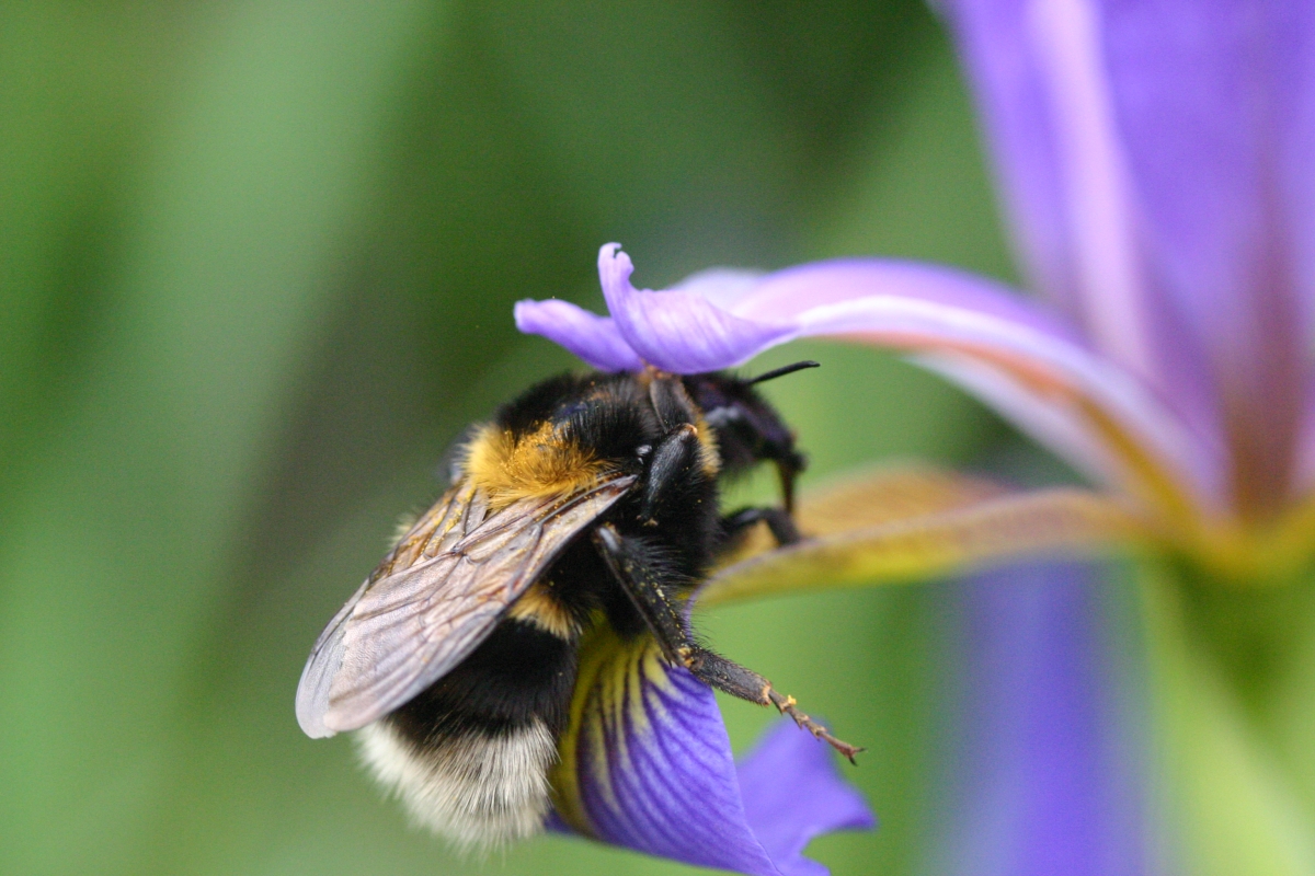 Wallpapers Animals Insects - Bees, Wasps Bourdon dans un Iris