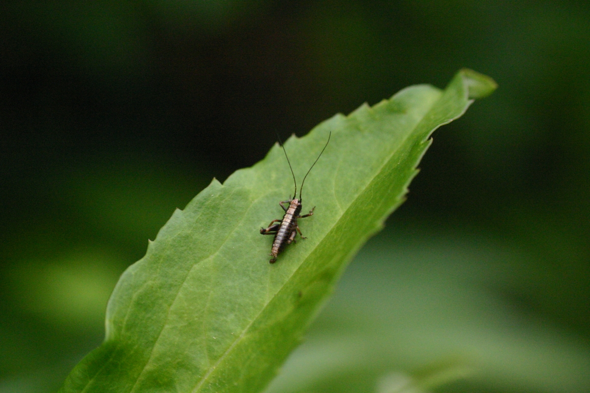 Wallpapers Animals Insects - Grasshoppers and Locusts Sauterelle ?