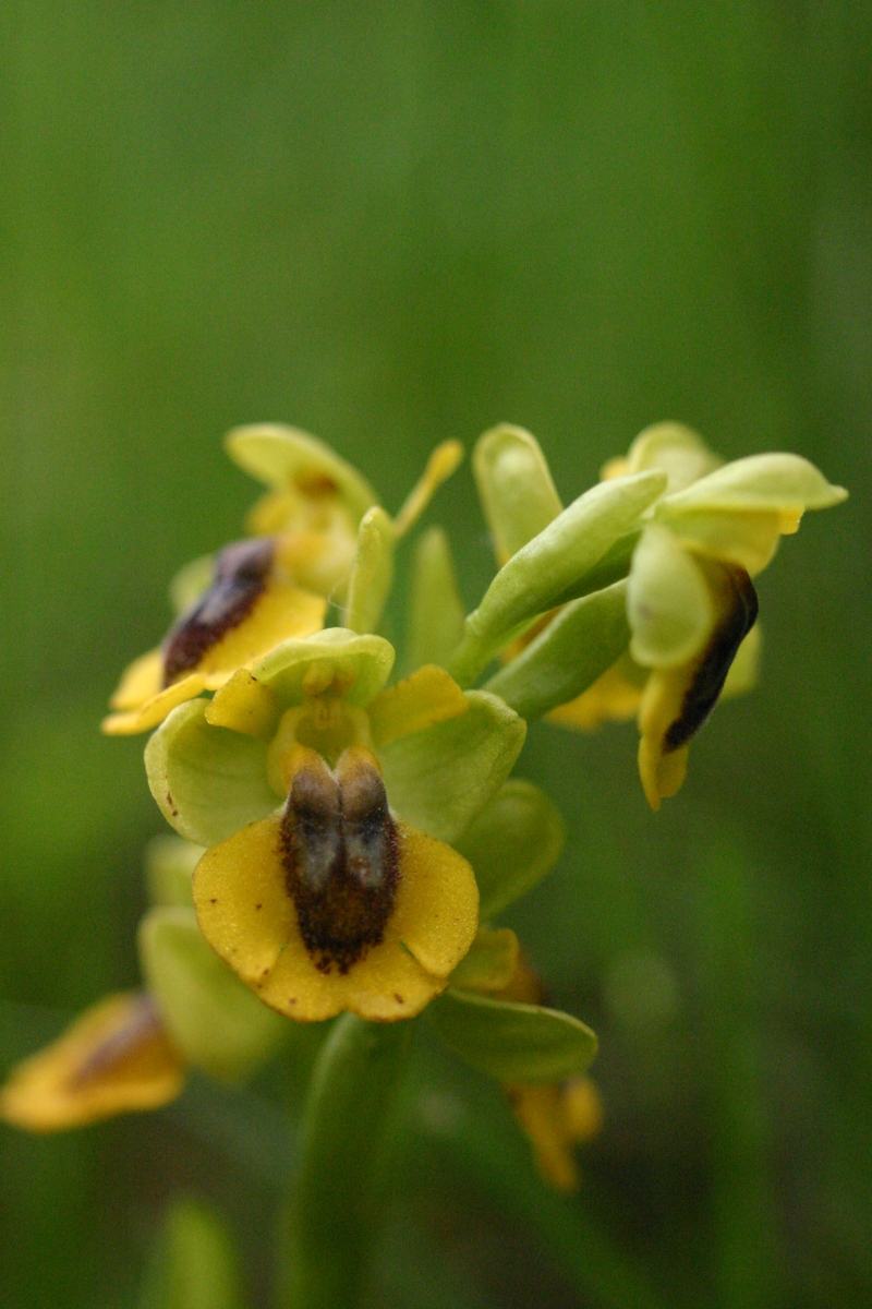 Fonds d'cran Nature Fleurs Orchis