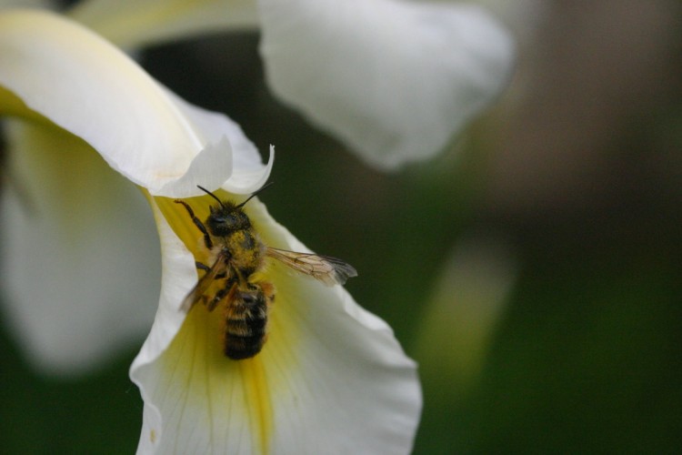 Fonds d'cran Animaux Insectes - Abeilles Gupes ... Abeille dans un Iris