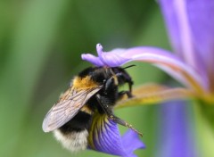 Fonds d'cran Animaux Bourdon dans un Iris