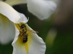 Wallpapers Animals Abeille dans un Iris