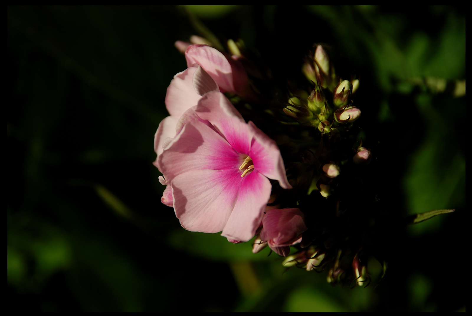 Wallpapers Nature Flowers fleur1