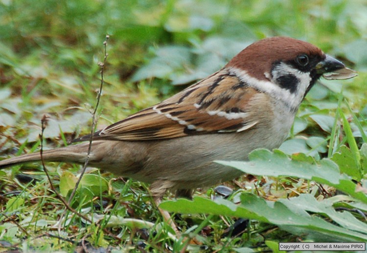 Fonds d'cran Animaux Oiseaux - Divers Moineau Friquet