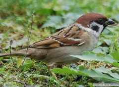 Fonds d'cran Animaux Moineau Friquet