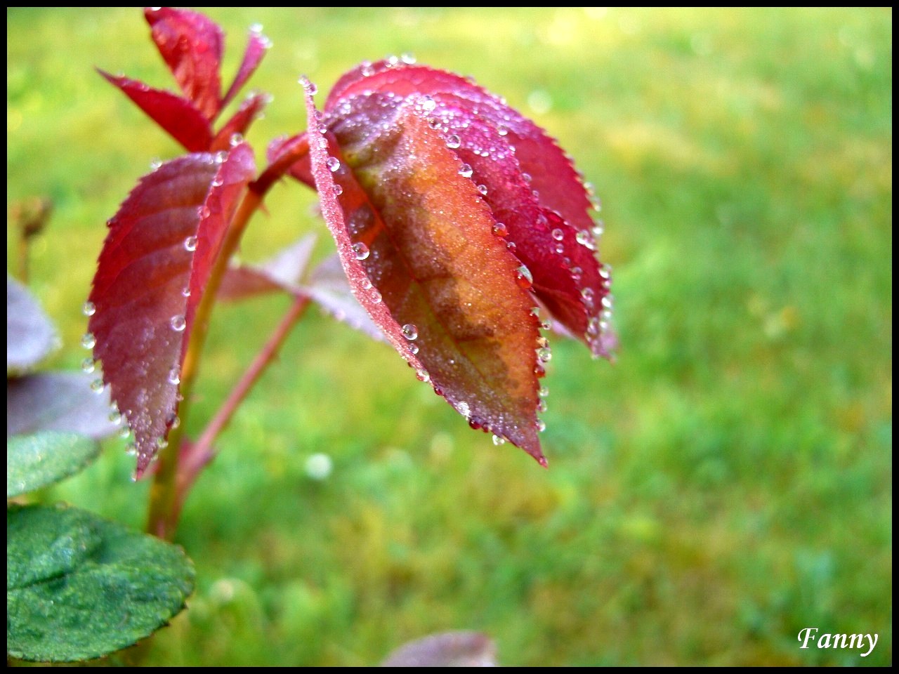 Fonds d'cran Nature Feuilles - Feuillages Rose